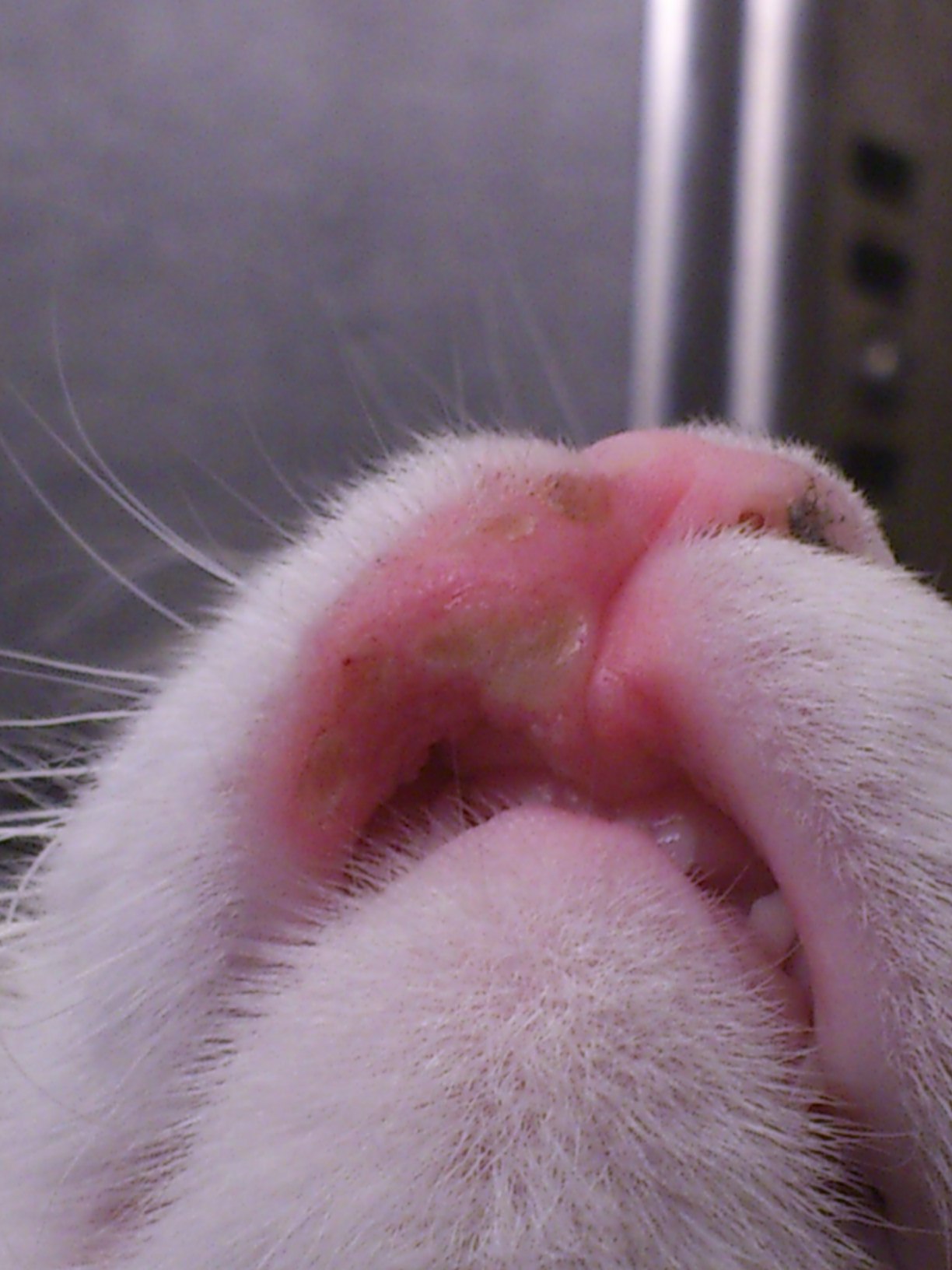 nøje Rundt om Arkæologiske Min kat har sår på læben og nyser. Penicillin hjælper ikke – Spørg Dyrlægen